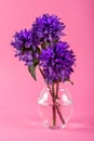 Purple flowers in a glass vase with water, on pink background Royalty Free Stock Photo