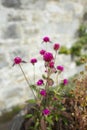 Purple flowers of Globe amaranth in the garden. Summer and spring time Royalty Free Stock Photo