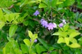 Purple flowers of gold and green candles.Golden dewdrop .