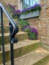 Purple flowers on granite staircase