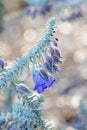 Purple flowers and gray foliage of the Australian native Woolly calyxed Eremophila