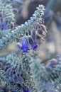 Purple flowers and gray foliage of the Australian native Woolly calyxed Eremophila lachnocalyx