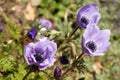 Purple flowers