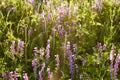 Purple flowers in green grass. beautiful wild flowers in a forest glade close-up in the sunset sunlight. summer mood Royalty Free Stock Photo