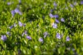 Purple flowers in green grass meadow, spring closeup. Sunny nature texture Royalty Free Stock Photo