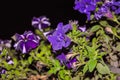 Purple flowers with green leaves with black background