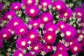 Purple flowers and green leaves of Delosperma cooperi, a plant in the Aiza family. Succulent. Royalty Free Stock Photo