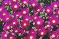 Purple flowers and green leaves of Delosperma cooperi, a plant in the Aiza family. Succulent. Royalty Free Stock Photo