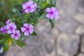 Purple flowers, green leaves on the sidewalk, Blossoming Royalty Free Stock Photo