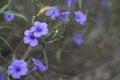 Purple flowers, green leaves on the sidewalk, Blossoming Royalty Free Stock Photo
