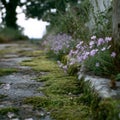 Purple Flowers and Green Moss Growing Along a Stone Path Royalty Free Stock Photo