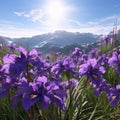 Purple flowers with Green stems kami in the meadow in the background high mountain ranges covered with snow. Flowering flowers, a