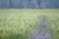 Purple flowers in green wheat field, Bardia, Nepal