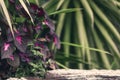 Purple flowers grow on timber