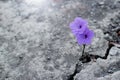 Purple  flowers growing in crack street background Royalty Free Stock Photo