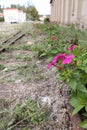 purple flowers growing on deserted train tracks