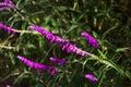 Purple flowers growing at the La Brea Tar Pits, Los Angeles, California. Royalty Free Stock Photo