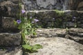 Purple flowers growing in Maya temple ruin palace, Palanque, Chiapas, Mexico Royalty Free Stock Photo