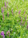 Purple flowers of hairy vetch vicia villosa on sunny summer day. Vertical orientation Royalty Free Stock Photo