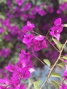 Purple flowers hanging from tree
