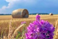 Purple flowers and hay bales in the field Royalty Free Stock Photo