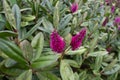 Purple flowers of hebe speciosa bush plant