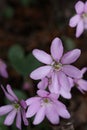 Purple flowers of Hepatica acutiloba, the sharp-lobed hepatica in the forest Royalty Free Stock Photo