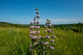 Purple flowers and herbs on a rural landscape Royalty Free Stock Photo