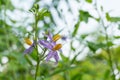 Purple flowers of herbs. (Solanum indicum L.)