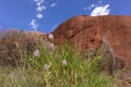 Purple flowers and herbs typical from dry landscape in front of arid rock walls, eroded by water and wind. Mount Kata Tjuta,