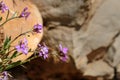 Purple flowers Hesperis