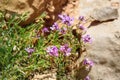 Purple flowers Hesperis