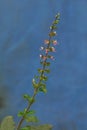 Purple, flowers, of Holy, basil, tulsi. flowering tulsi Basil flower Kon Kalyan Maharashtra Royalty Free Stock Photo