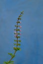 Purple, flowers, of Holy, basil, tulsi. flowering tulsi Basil flower Kon Kalyan Maharashtra