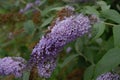 Purple Flowers With Honeybee