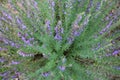 Purple flowers of Hyssopus officinalis