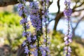 Purple flowers of Hyssopus officinalis Hyssop close up Royalty Free Stock Photo