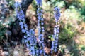 Purple flowers of Hyssopus officinalis Hyssop close up Royalty Free Stock Photo