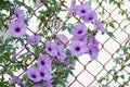 Purple flowers Ipomoea Cairica Beautiful bloom on fence A star Royalty Free Stock Photo