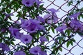 Purple flowers Ipomoea Cairica Beautiful bloom on fence A star Royalty Free Stock Photo