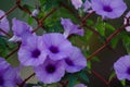 Purple flowers Ipomoea Cairica Beautiful bloom on fence A star Royalty Free Stock Photo