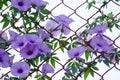 Purple flowers Ipomoea Cairica Beautiful bloom on fence A star Royalty Free Stock Photo