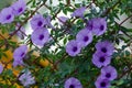 Purple flowers Ipomoea Cairica Beautiful bloom on fence A star Royalty Free Stock Photo