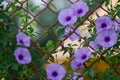 Purple flowers Ipomoea Cairica Beautiful bloom on fence A star Royalty Free Stock Photo