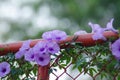 Purple flowers Ipomoea Cairica Beautiful bloom on fence A star Royalty Free Stock Photo