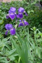 4 purple flowers of Iris germanica with rain drops Royalty Free Stock Photo