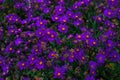 Purple flowers of italian asters also known as aster amellus, violet blossom growing in garden. Soft focus. Royalty Free Stock Photo