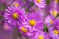 Purple flowers of Italian Asters, Michaelmas Daisy Aster Amellus , known as Italian Starwort, Fall Aster, violet blossom growing Royalty Free Stock Photo