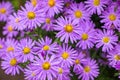 Purple flowers of Italian Asters, Michaelmas Daisy Aster Amellus , known as Italian Starwort, Fall Aster, violet blossom growing Royalty Free Stock Photo