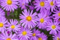 Purple flowers of Italian Asters, Michaelmas Daisy Aster Amellus , known as Italian Starwort, Fall Aster, violet blossom growing Royalty Free Stock Photo